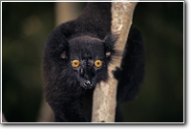 Lemur, Nosy Komba, Madagaskar