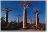 Baobab-Allee, Madagaskar