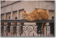Katze, Marrakesch, Marokko